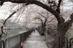 『桜のトンネル』