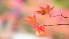 天授庵で見る紅葉　Ⅲ