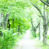 散歩道の青もみじ　Ⅱ