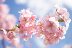 早咲きの桜Ⅱ