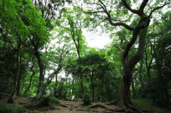 京都の森