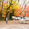 紅葉の中の白い馬車