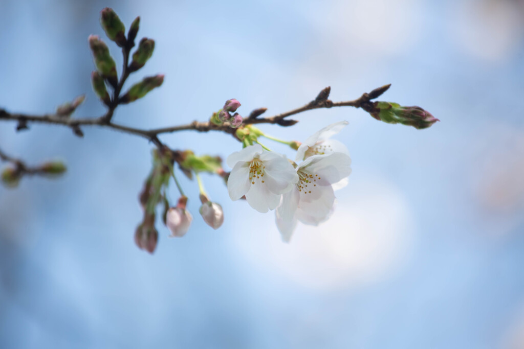 桜咲く　Ⅱ
