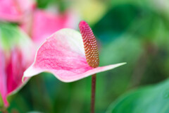 頬染めるCalla