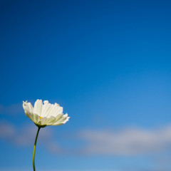 青空と白の秋桜　Ⅰ