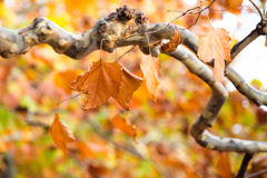 Autumn Colors　Ⅰ