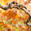 Autumn Colors　Ⅰ