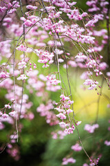 八重紅枝垂れ桜