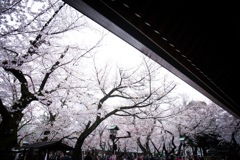 靖国神社の桜　Ⅷ