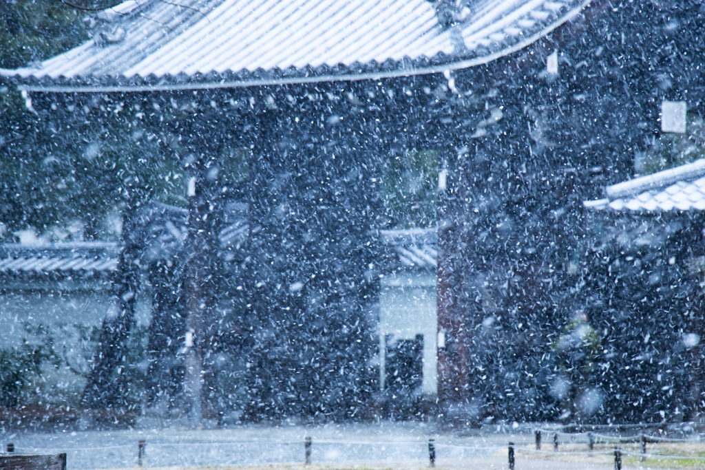 京都御苑 Jan-26 11:50