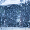京都御苑 Jan-26 11:50