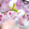 河津桜咲きました。　Ⅱ