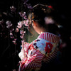 枝垂桜と。