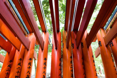 千本鳥居を見上げて。