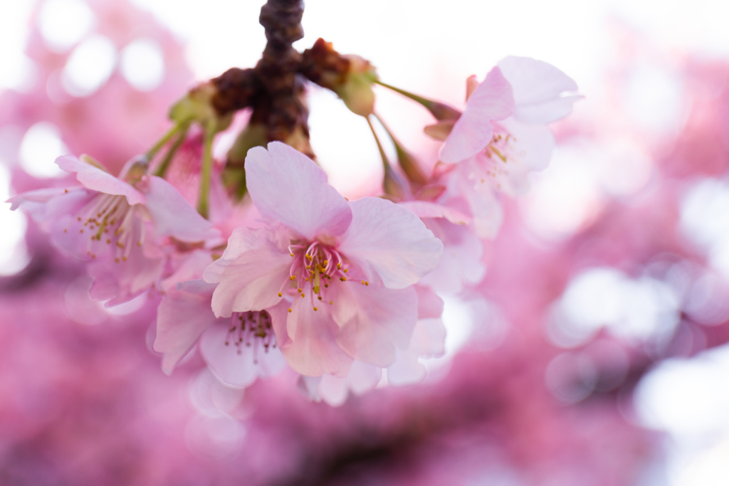 三浦海岸の河津桜　Ⅱ