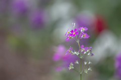 花壇の花