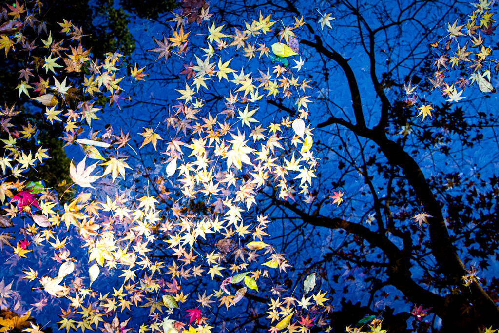 枯れ木に花を咲かせましょう。