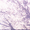 散っても花を咲かせましょ。