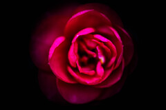 君は薔薇より美しい