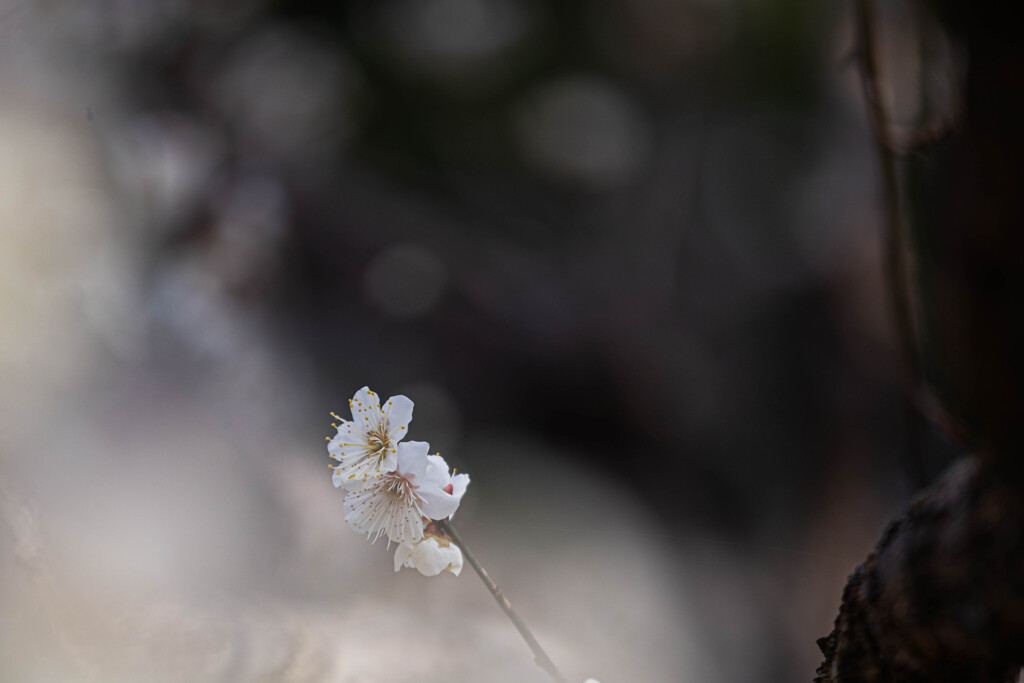 白梅の香り　Ⅰ