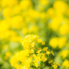 菜の花が咲く。
