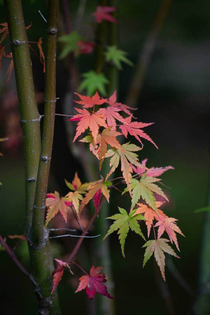 Autumn Colors