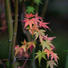 Autumn Colors