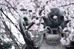 靖国神社の桜　Ⅵ