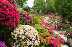 根津神社のつつじ苑　Ⅰ