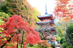 三室戸寺の秋