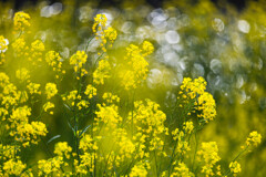 川岸の菜の花