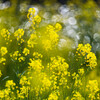 川岸の菜の花