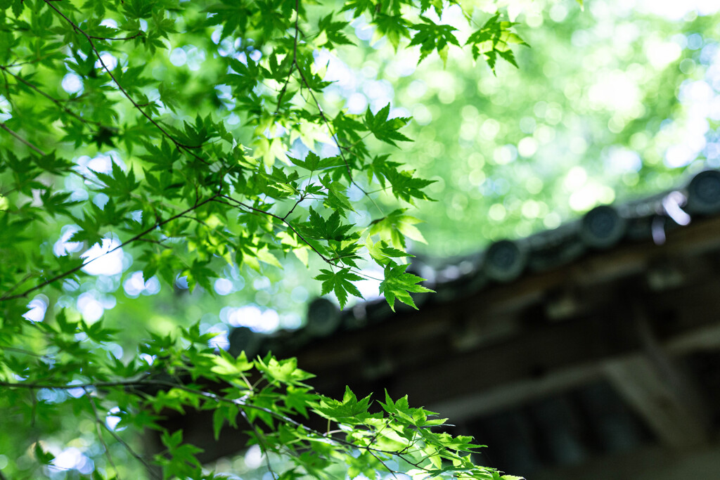 金剛輪寺の新緑