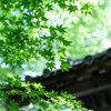 金剛輪寺の新緑
