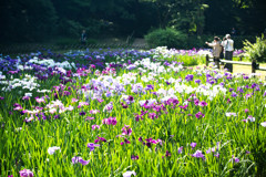 明治神宮御苑の花菖蒲