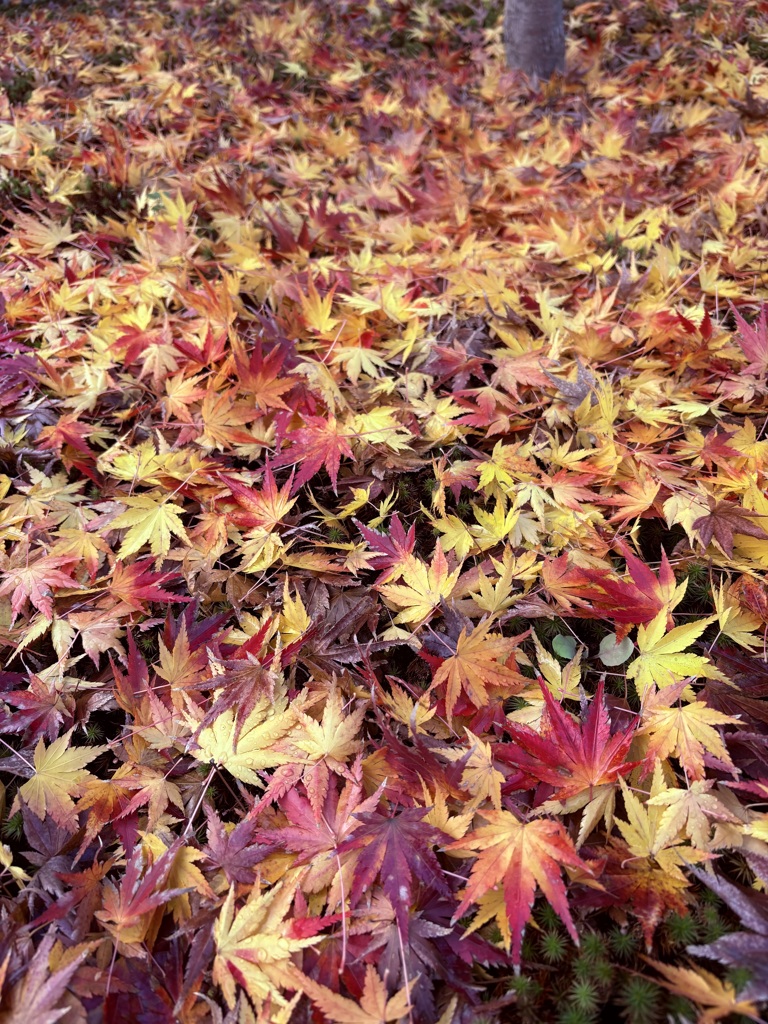 散りもみじの彩