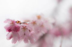 そぼふる中で。　Ⅲ