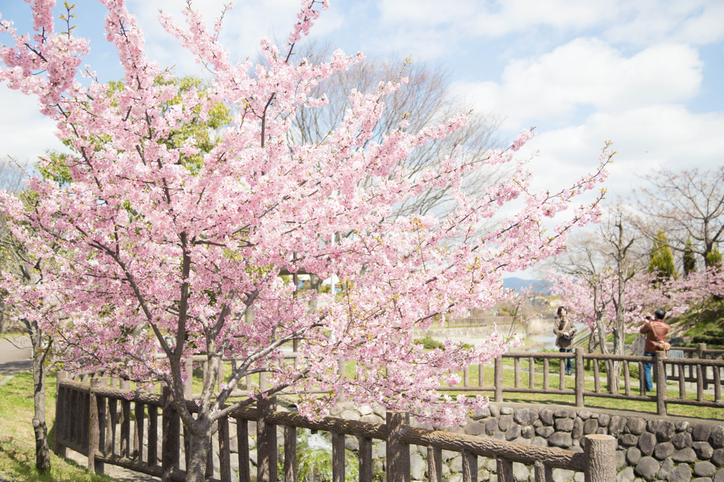 早咲きの桜