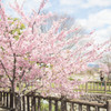 早咲きの桜