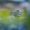 紫陽花の海を泳ぐ