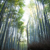 嵯峨野 竹林の道　Ⅱ