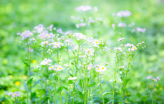 『春の野に咲く小さな花』