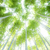 竹林を見上げて。