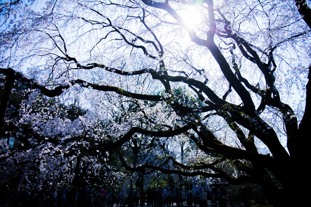 六義園のしだれ桜　Ⅱ