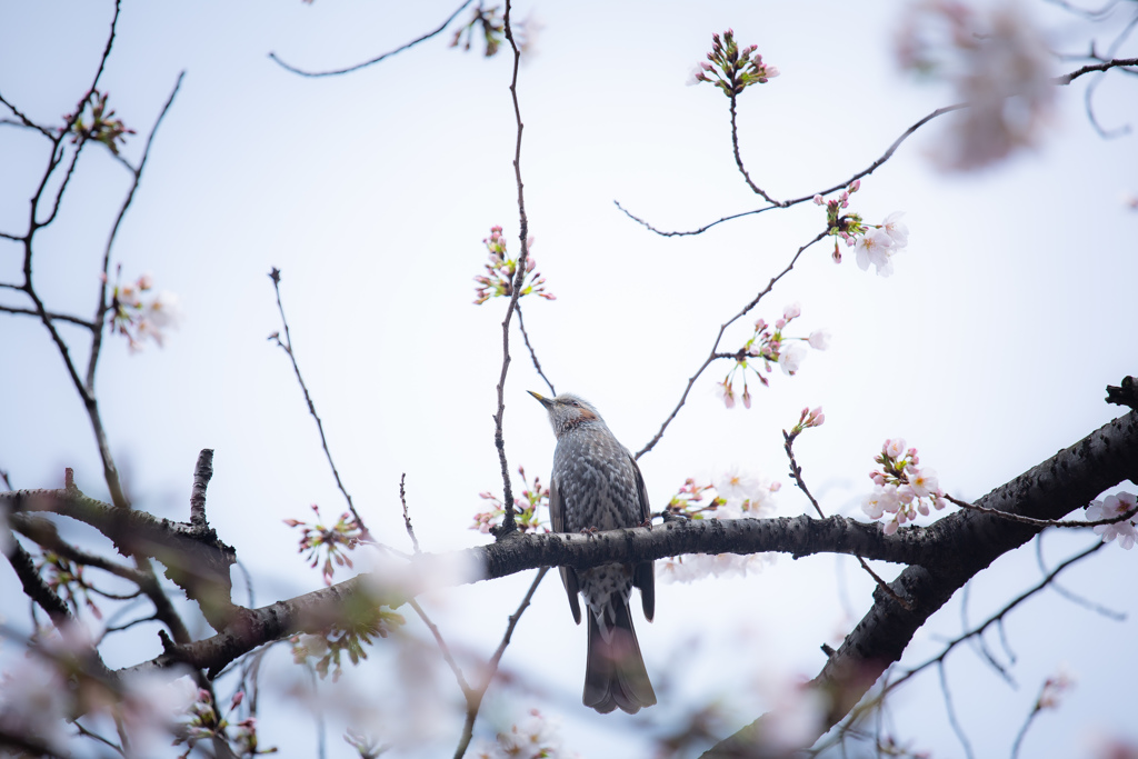 目黒川の桜とヒヨドリ　Ⅱ