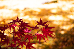 Autumn Colors　Ⅴ
