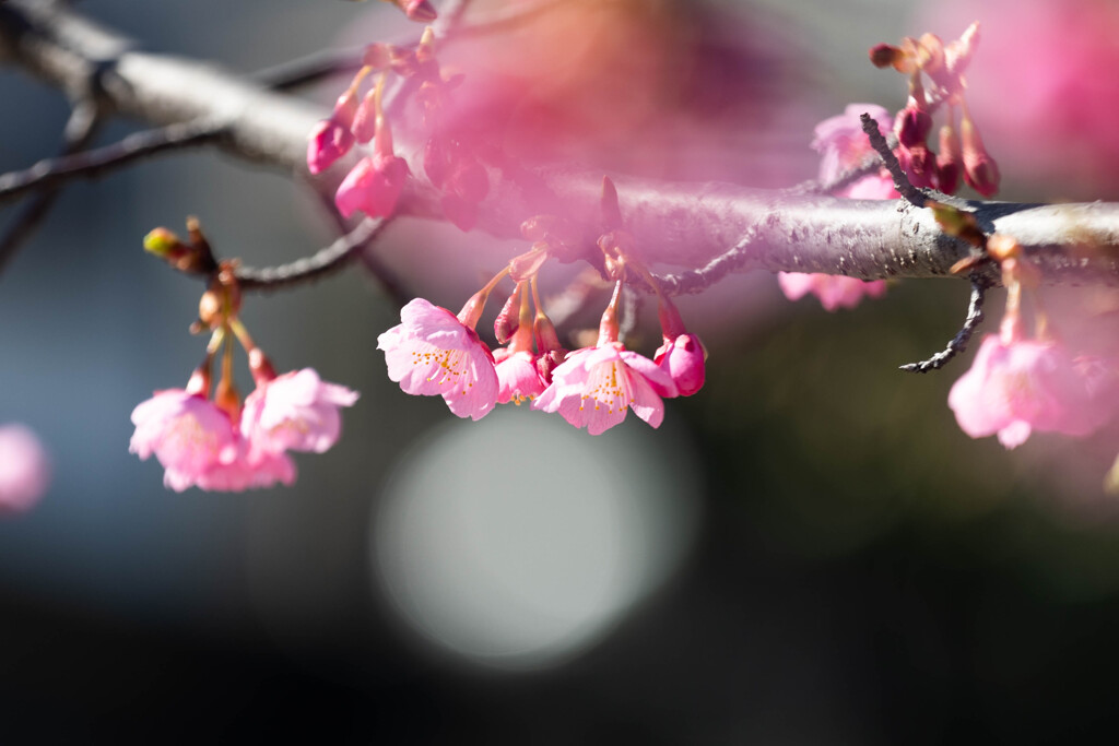 河津桜の開花