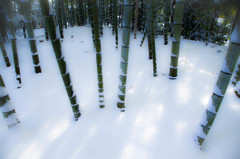 竹×雪