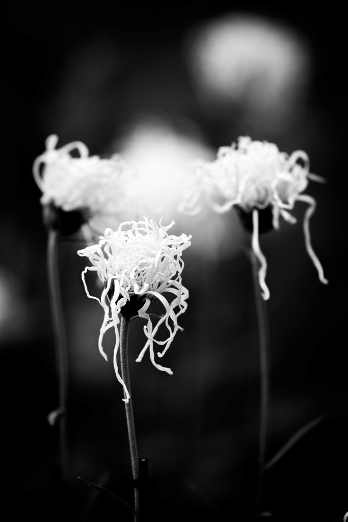 秋の花 「伊勢菊」