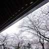 靖国神社の春　Ⅱ